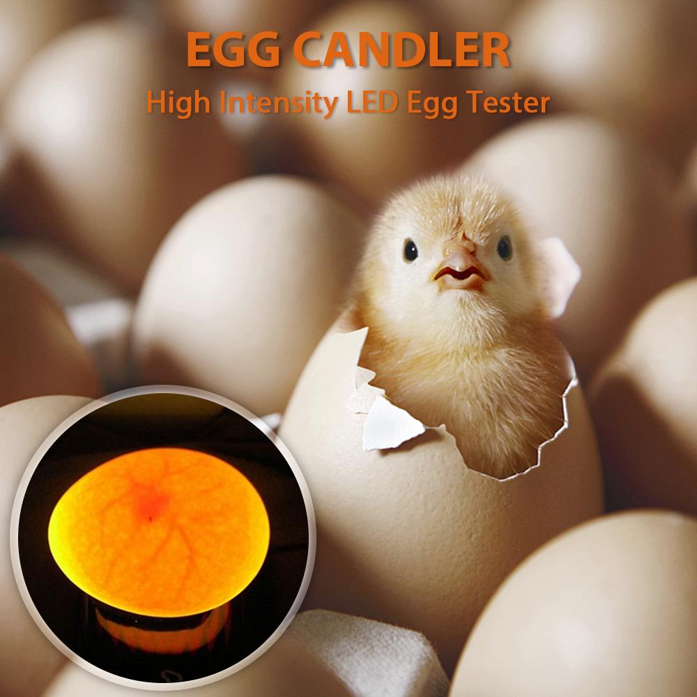 Máy Kiểm Tra Trứng Đèn Led Mát Lạnh Pin Cho Gà Thắp Nến Để Theo Dõi Ấp