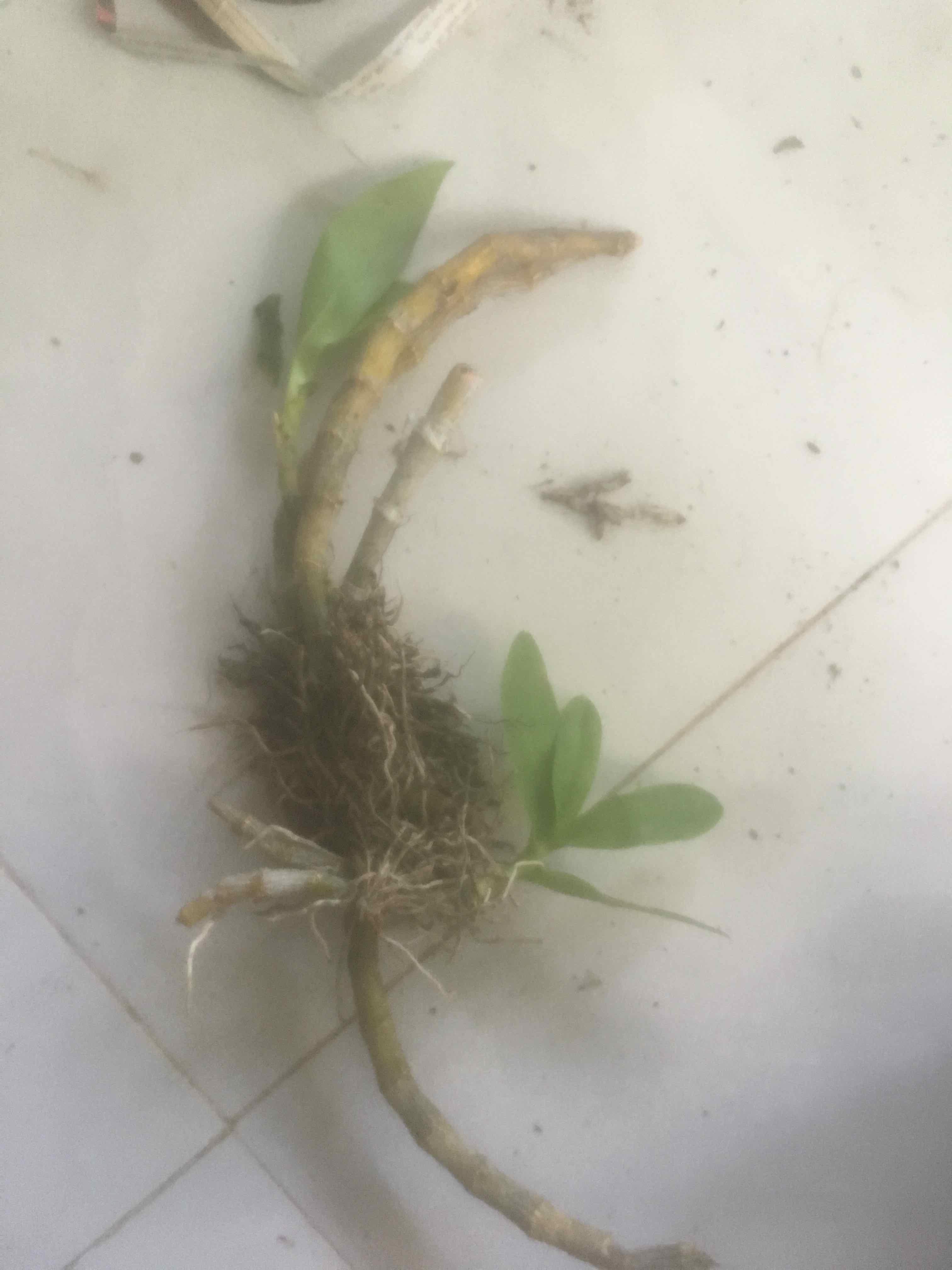 Trầm tím rừng cam kết chất lượng