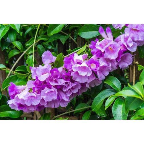 COM BO 2 Cây hoa Lan Tỏi-lan leo tỏi tím. bầu giống, giá rẻ