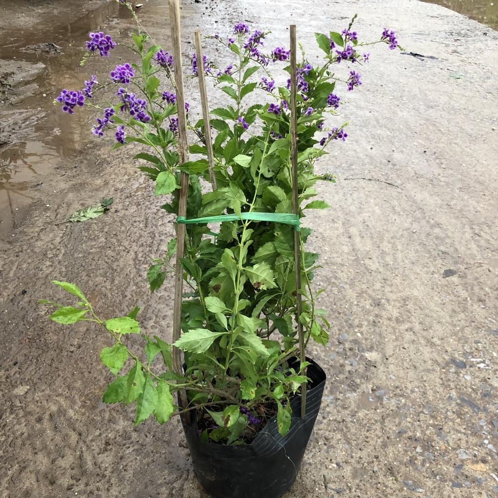 Cây chuỗi ngọc thái , Chiều cao 50cm tán to khỏe dễ chăm sóc thích hợp trang trí cảnh quan sân vườn