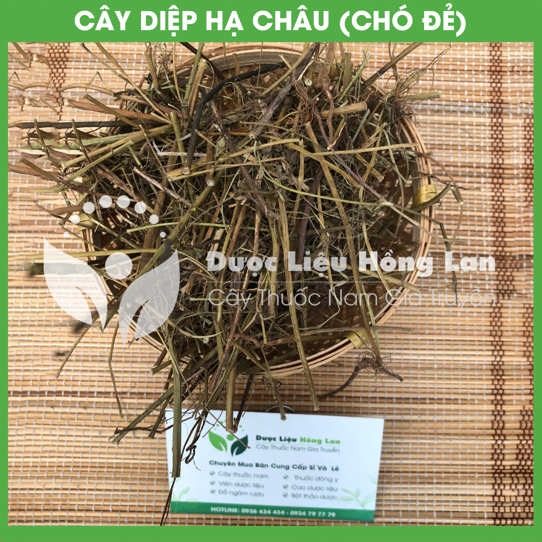 Cây Diệp Hạ Châu (Cây Chó Đẻ) khô 500gram