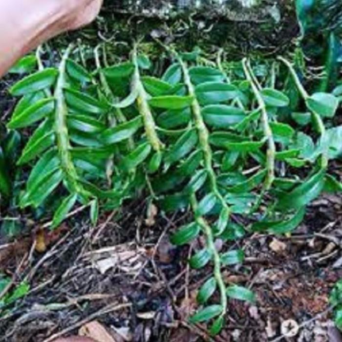 Hoa phong lan-long tu lào( bảng 3 cây,cao 30cm)