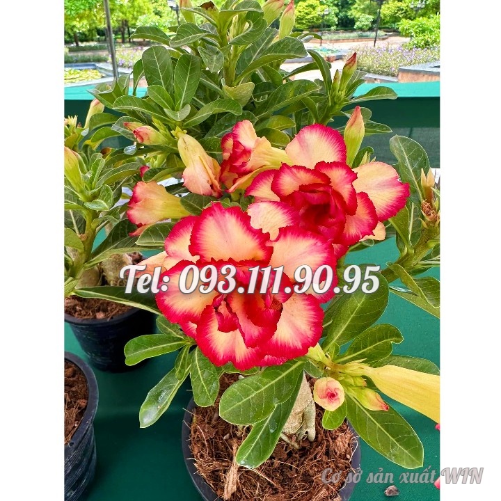 Hạt giống hoa sứ Thái Lan ghép hoa vàng viền cánh đỏ Thiên Vương - Bịch 10 hạt – Mã số 1237