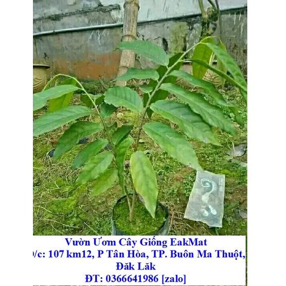 CÂY GIỐNG HOA DẺ VÀNG THƠM/ HOA HOÀNG LAN