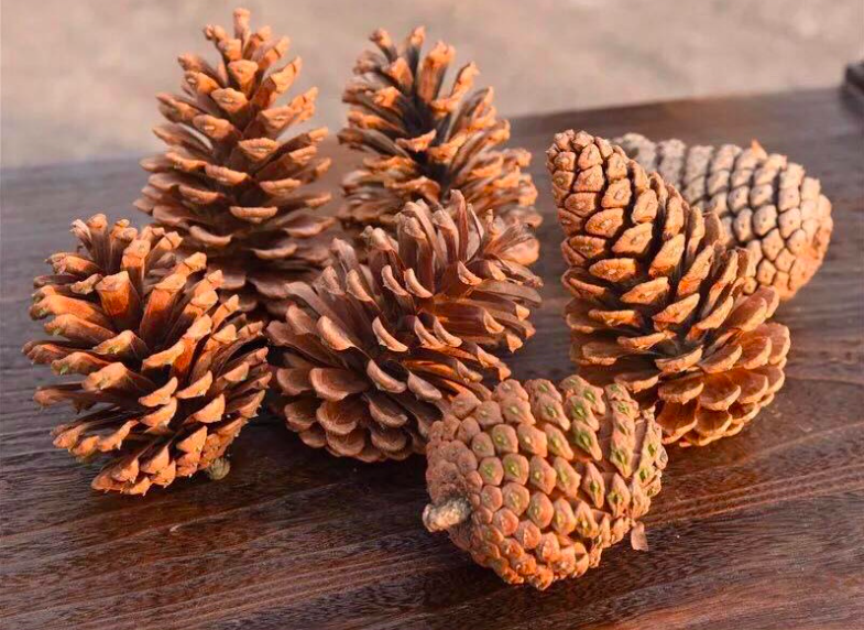Quả thông khô trang trí Noel - Cây giả, hoa lụa trang trí nhà cửa