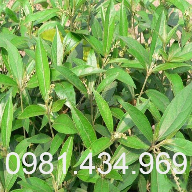 Cây Khổ Sâm Khô Chất Lượng 01KG