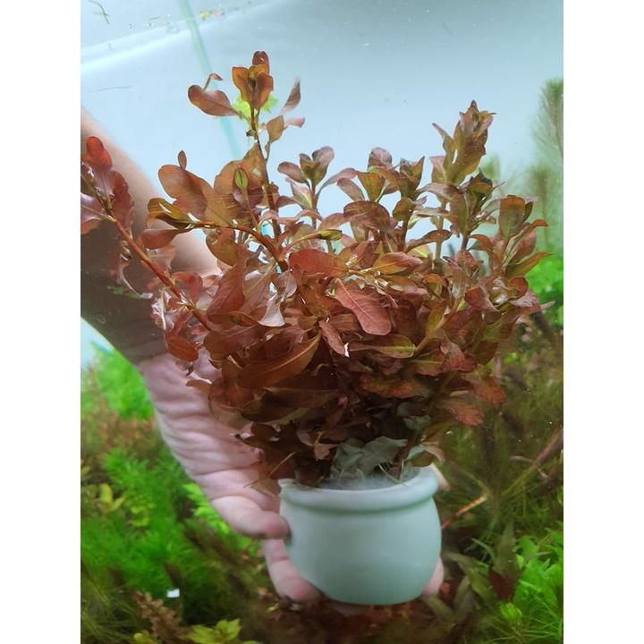 Cây thủy sinh bá văn đinh hương