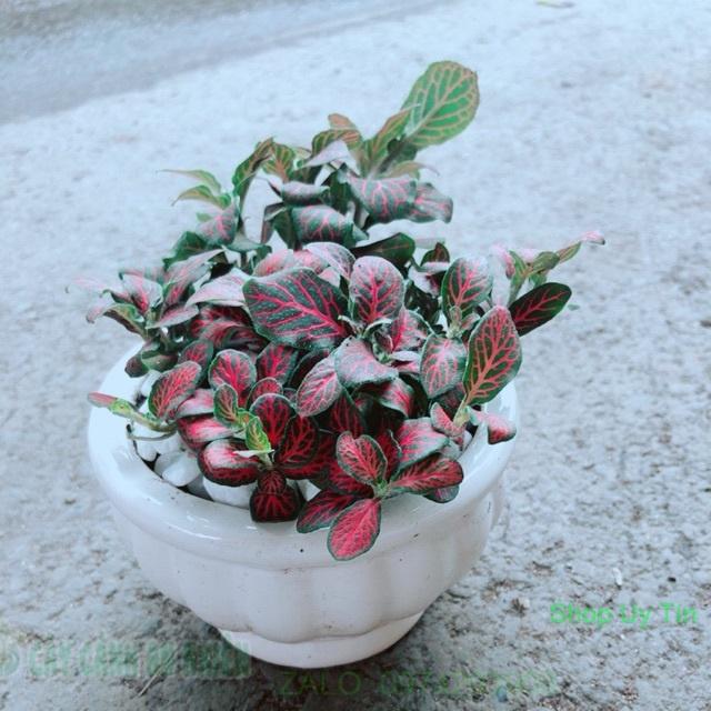 Chậu Cẩm Nhung Đỏ