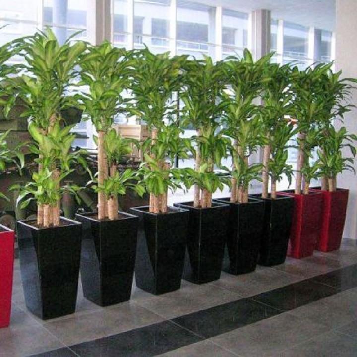 Chậu thiết ghép cây phong thủy