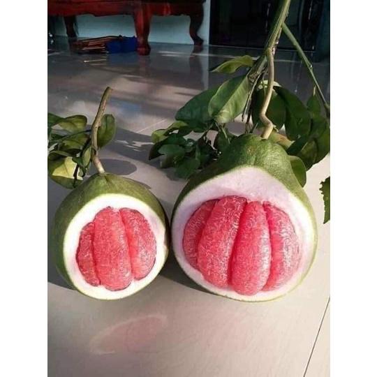 Cây giống bưởi ruby thái lan