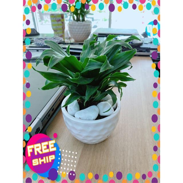 Chậu Cây Phát Tài