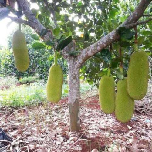 CÂY GIỐNG Mít Trái Dài Malaysia,CAM KẾT GIỐNG CHUẨN, BẢO HÀNH F1