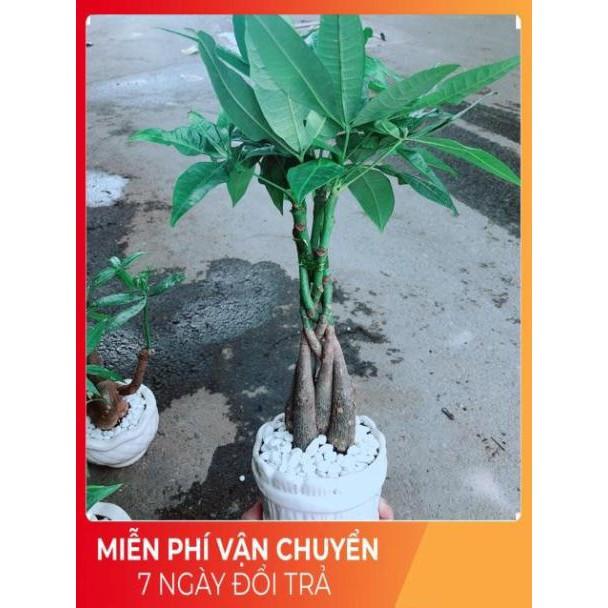 Chậu Kim Ngân 5 Thân Thắt Bính