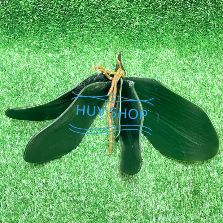Bụi Lá LAN, hoa Điểm trang trí BACKGROUND