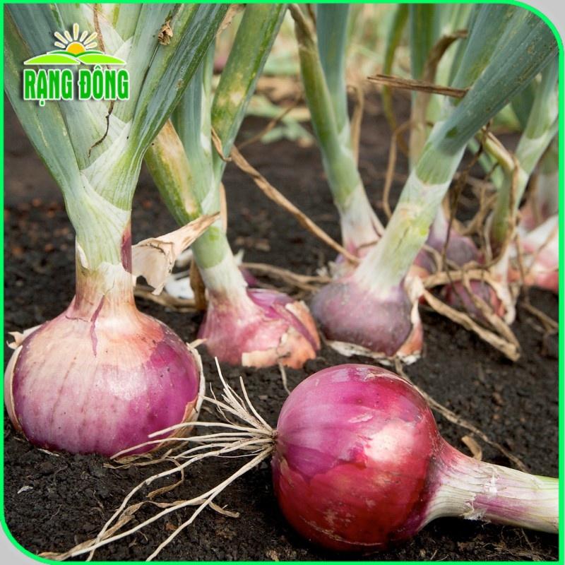 Hạt giống Hành Tây Đỏ Salad Red 027 (2g~300 hạt) củ to, sinh trưởng khỏe, trồng quanh năm - Hạt giống Rạng Đông