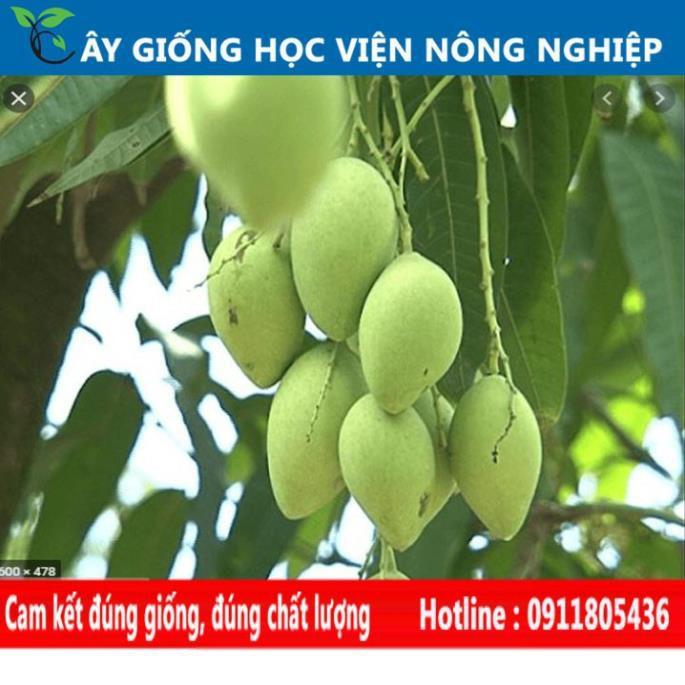 Sản phẩm Cây Ăn Trái cây xoài thái quả ngọt ngon hiệu quả kinh tế cao
