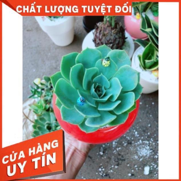 Chậu sen đá xanh đất