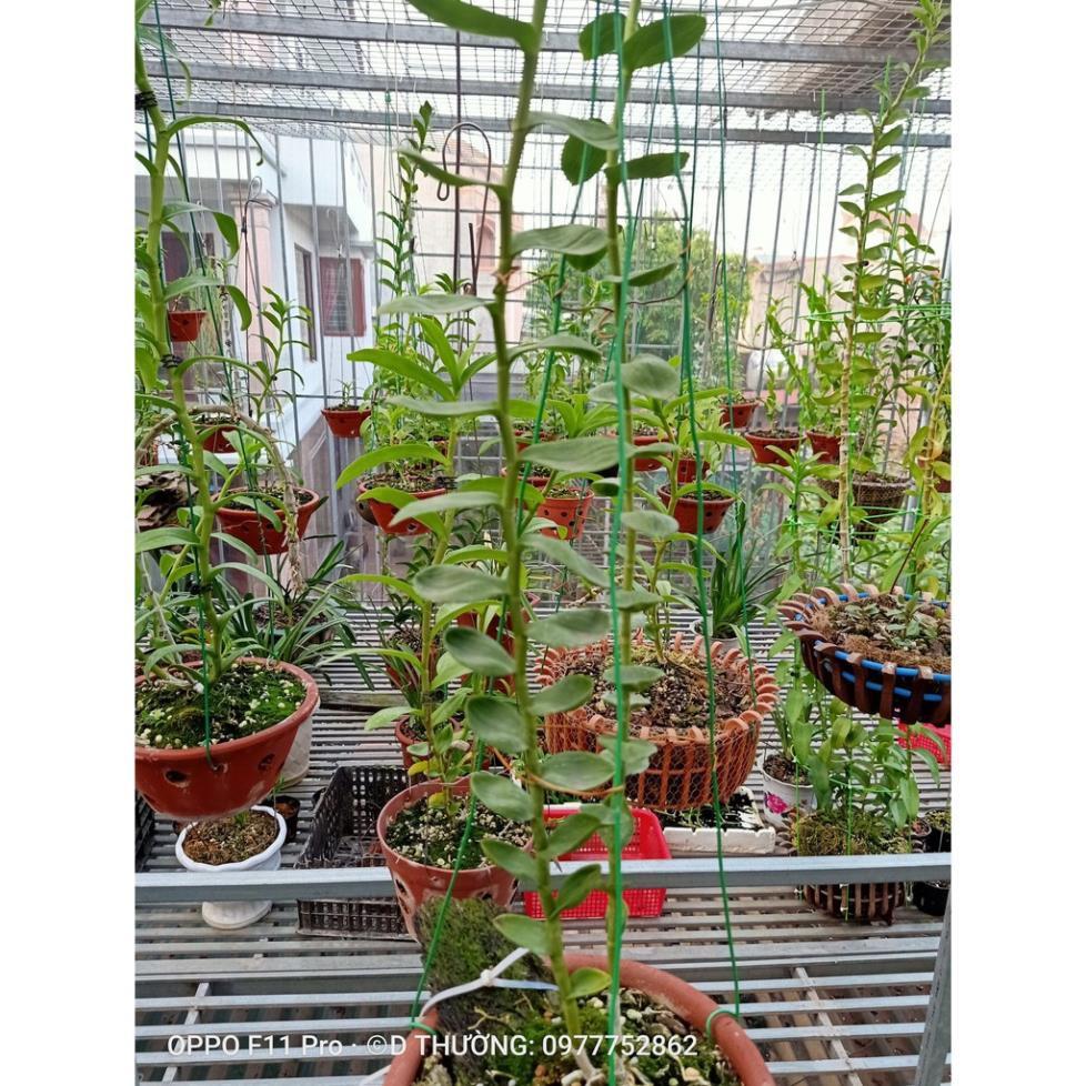 Hoa lan phi điệp- mít đồng xu đà bắc