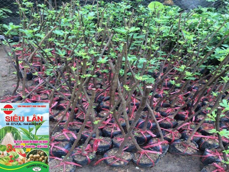 Cây TÁO LÙN QUẢ ĐỎ - CÂY BONSAI TRỒNG CHẬU CẢNH
