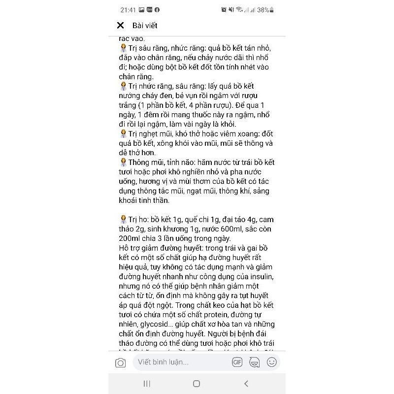 Cây giống bồ kết kết