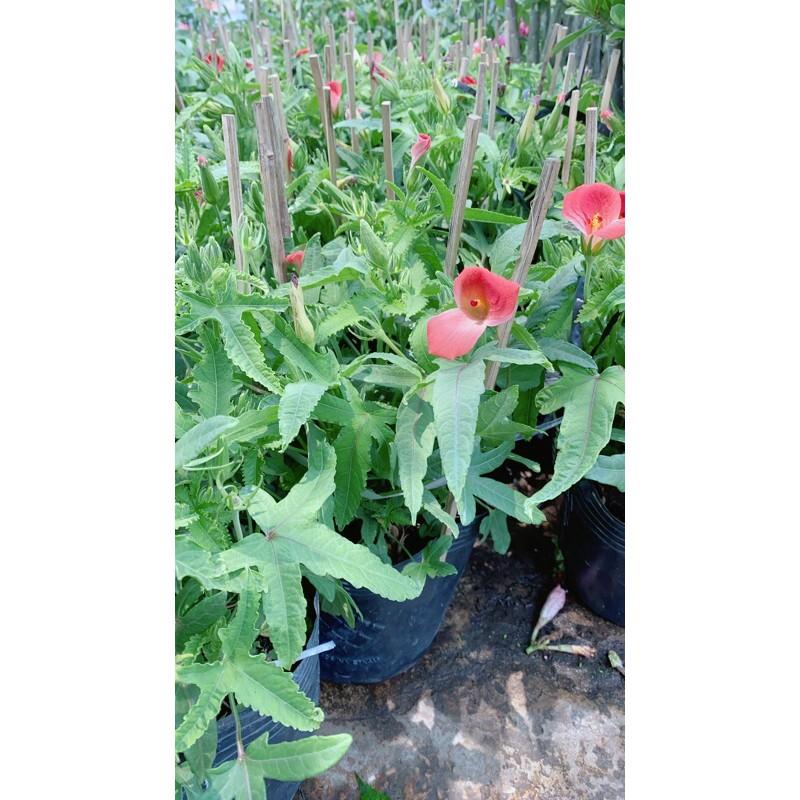 Cây Sâm Bố Chính Chậu To Như Hình