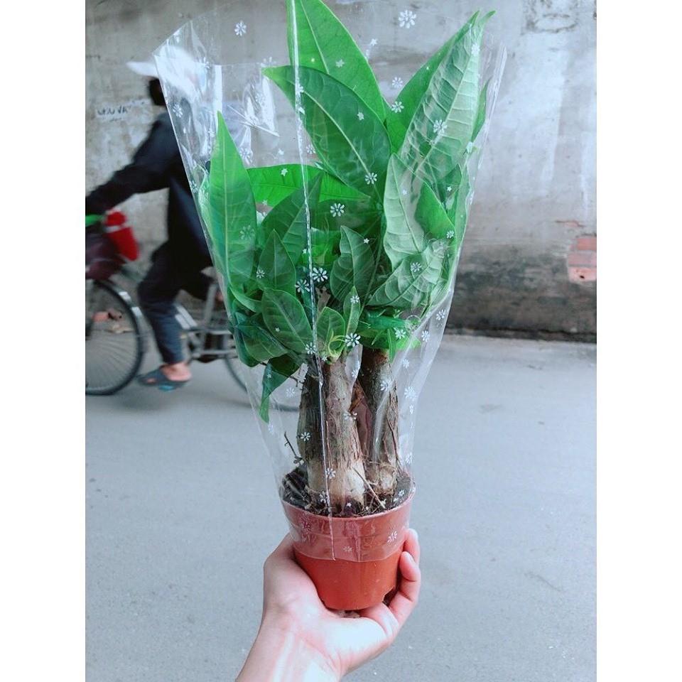 Cây kim ngân 3 gốc