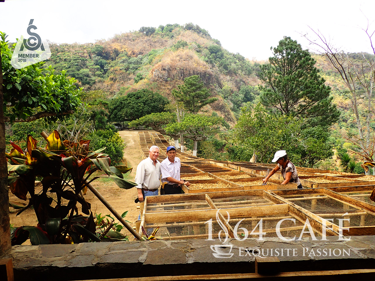 Cà phê hảo hạng tinh khiết không tẩm không độn El Salvador Providencia hạt khối lượng tịnh 220g - 1864 CAFÉ