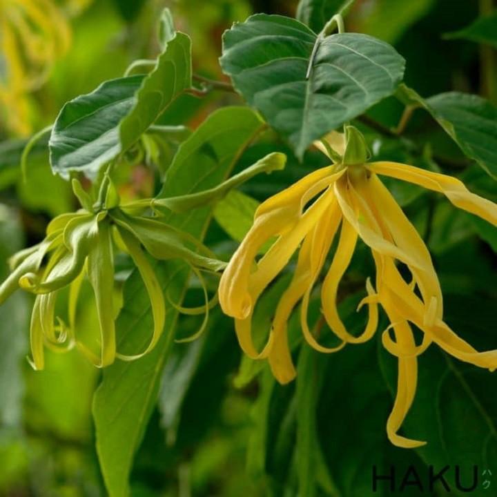 BẦU CÂY GIỐNG HOA DẺ THƠM