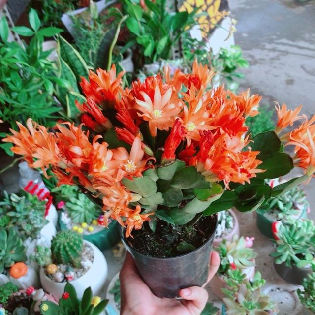 Chậu hoa quỳnh