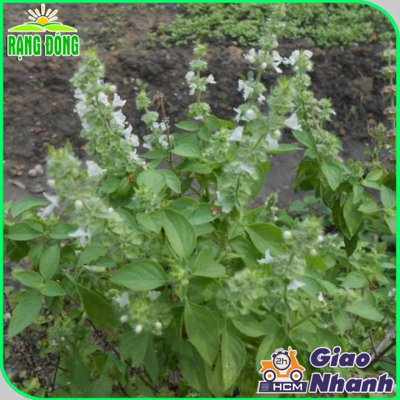 Hạt giống Rau Thơm Sả Sinh Trưởng Mạnh, Trồng Quanh Năm - Hạt Giống Rạng Đông