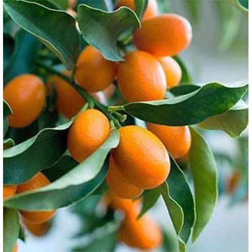 CÂY GIỐNG QUẤT NGỌT SIÊU QUẢ SIÊU NĂNG SUẤT- CAM KÊT GIỐNG CHUẨN F1