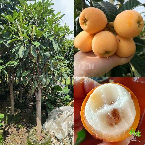 CÂY GIỐNG NHÓT NHẬT ()