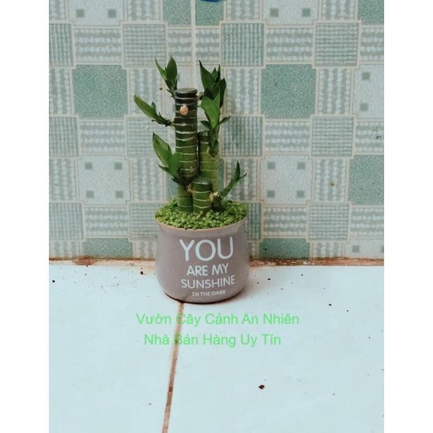 Chậu Cây Phát Tài