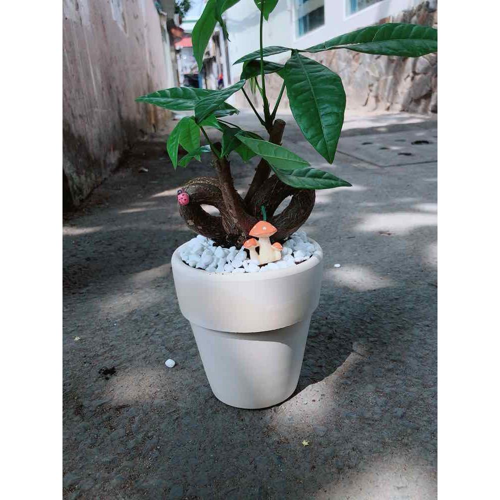 Chậu kim ngân nơ có trang trí Bán Chạy
