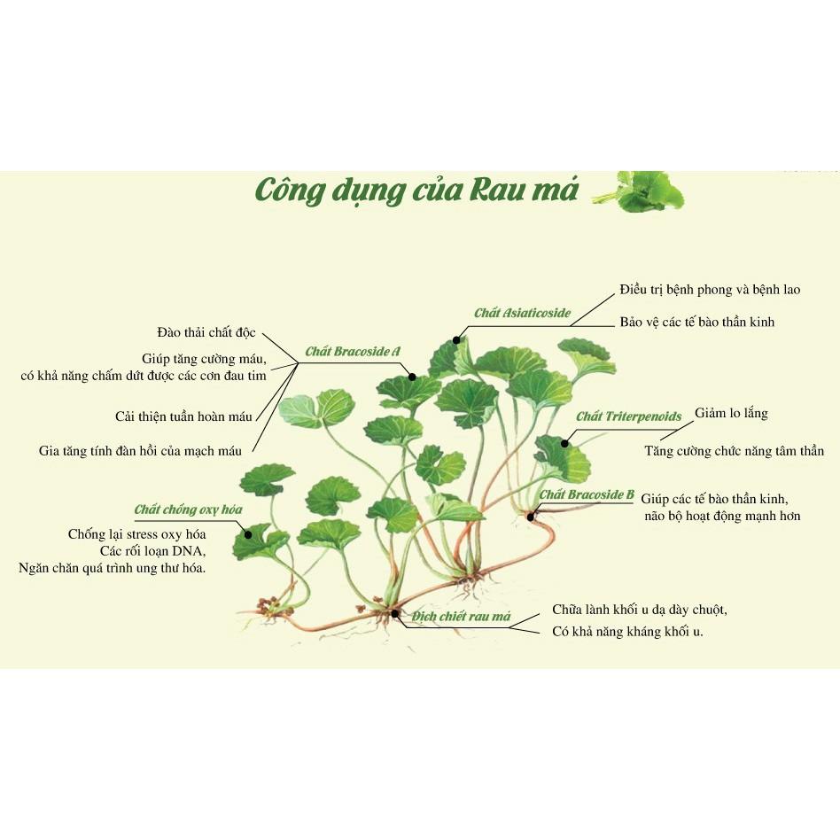 Bột rau má Behena , thanh lọc cơ thể, giảm mụn, làm đẹp da, ngăn ngừa táo bón