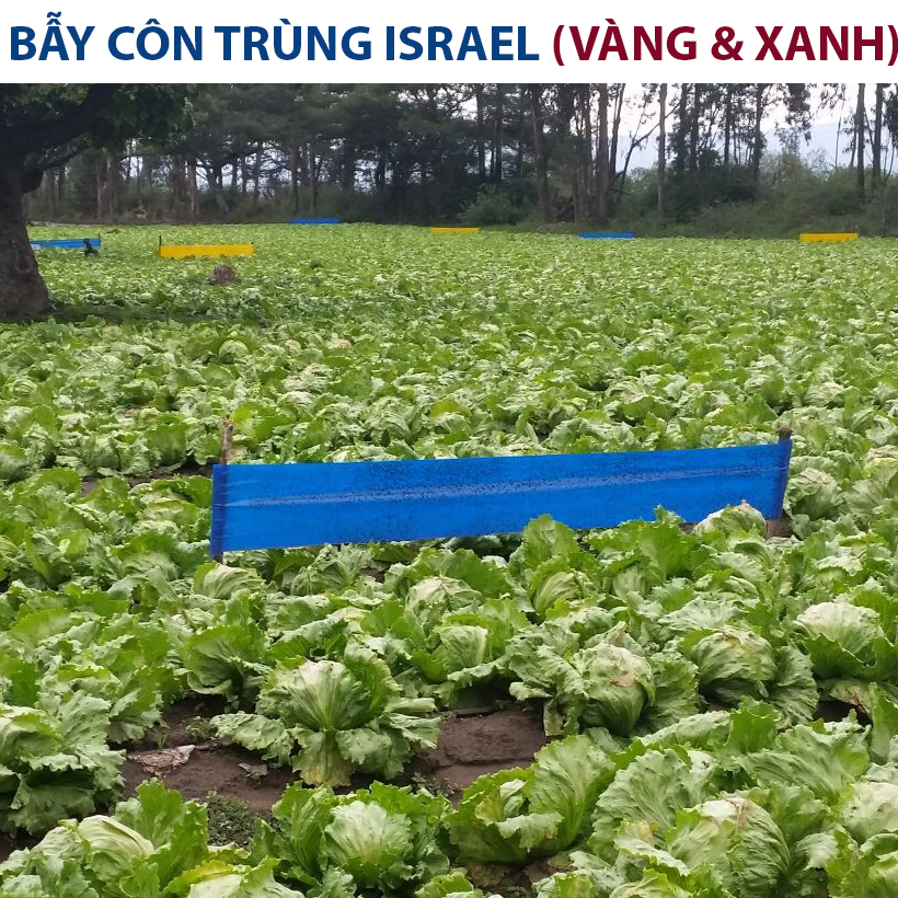 Cuộn Keo Dính Vàng Bẫy Côn Trùng Nhập khẩu Israel dùng bẫy ruồi đục trái, bẫy bọ trĩ, bọ phấn, sâu vẽ bùa và bẫy các côn trùng khác