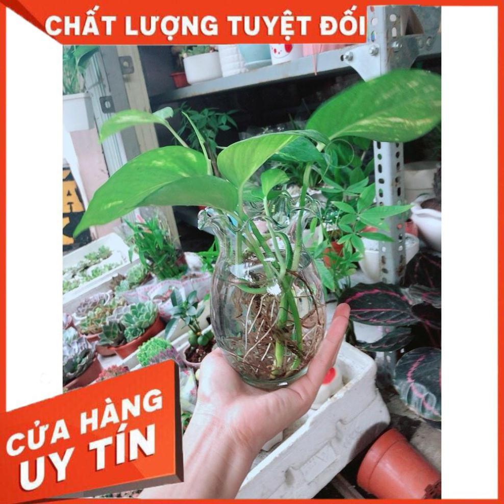 Chậu trầu bà thủy sinh Nhiều Người Mua