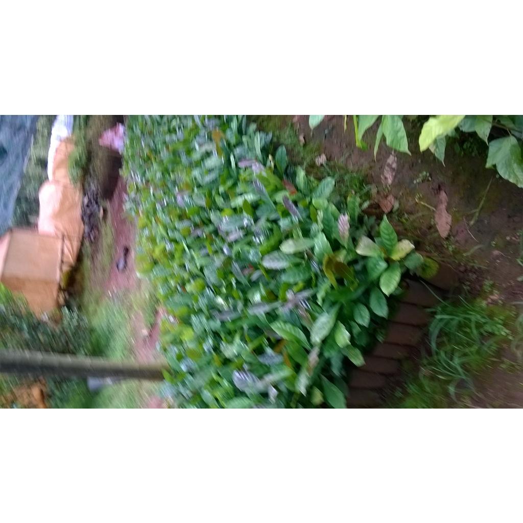 CÂY GIỐNG CÀ PHÊ MÍT. .