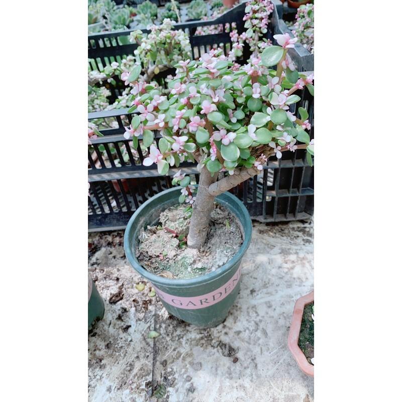 Cành Vàng Lá Ngọc Cổ Thụ