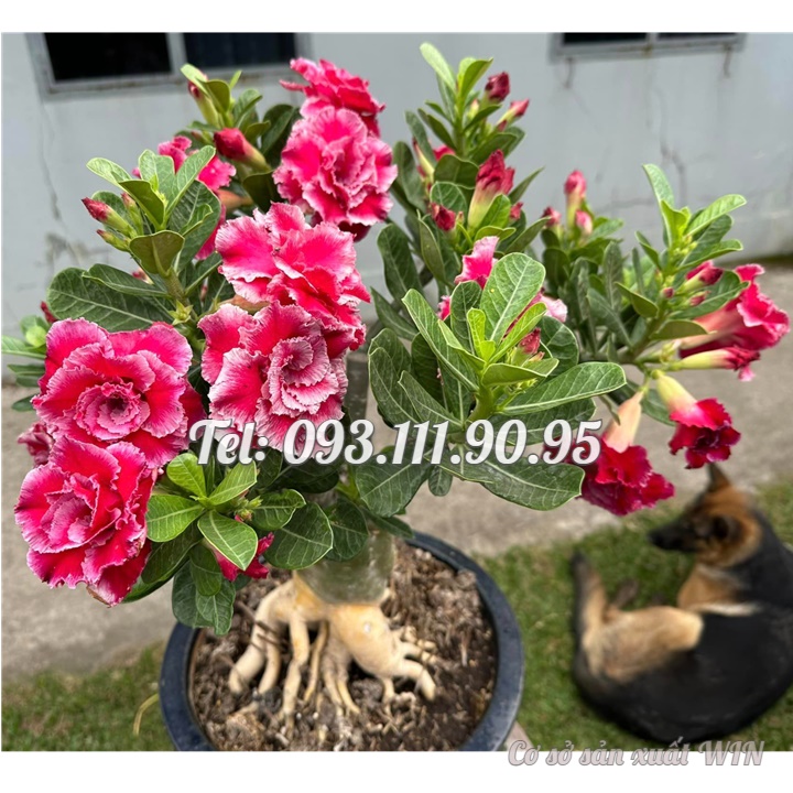 Bịch 10 hạt giống hoa sứ cẩm thạch màu hồng nhiều tầng cánh nhọn – Mã số 1410
