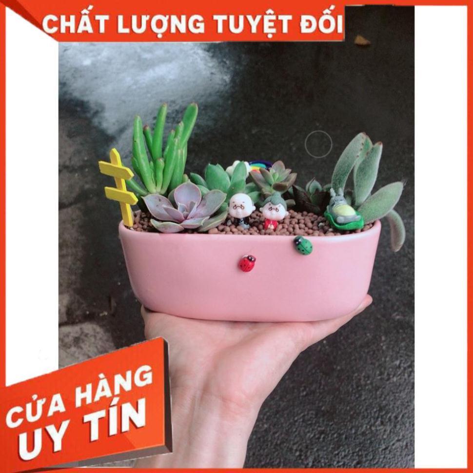 Chậu sen đá tiểu cảnh 18