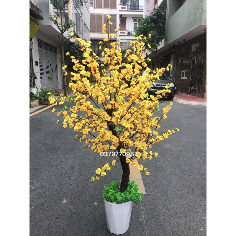 CHẬU CÂY HOÀN THIỆN - làm theo yêu cầu