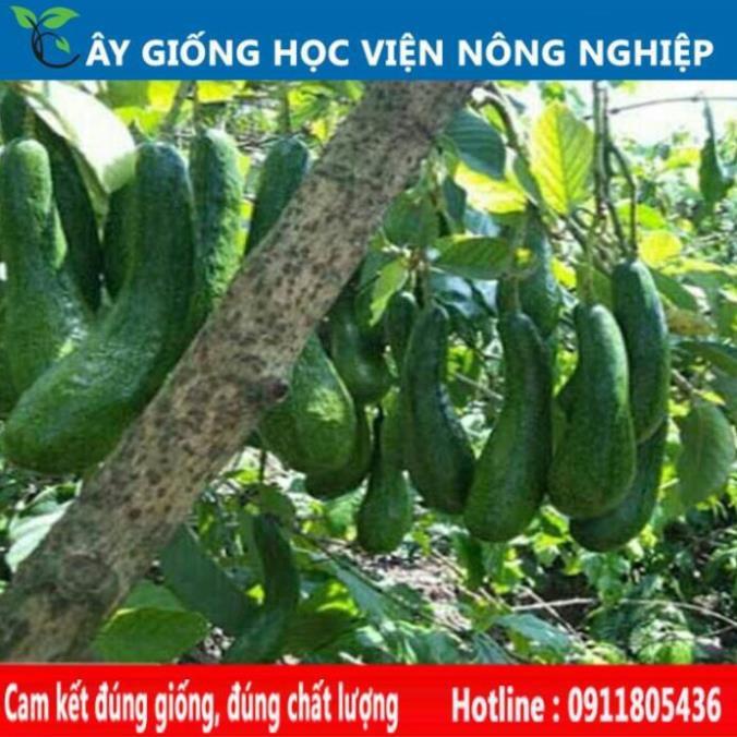 Sản phẩm Cây Ăn Trái cây bơ 034 - cây ăn quả