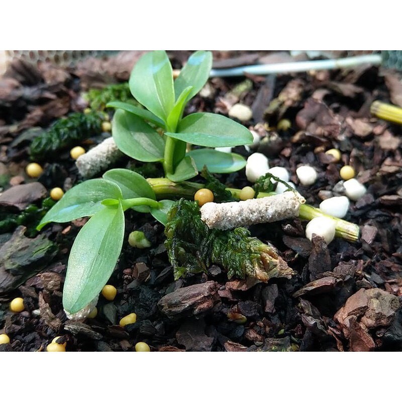 QUE DINH DƯỠNG JOBE’S Vỉ 50 Que