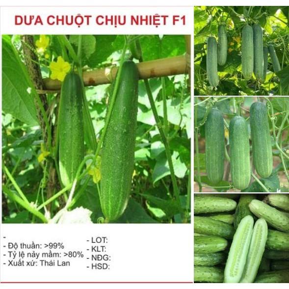 Hạt Giống Dưa chuột chịu nhiệt  F1 – 10Hạt/gói