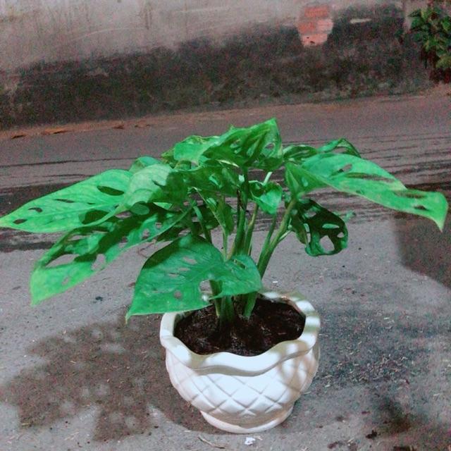 Chậu Cây Trầu Bà Lỗ