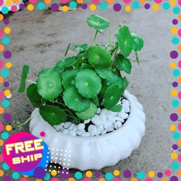 Chậu Cỏ Đồng Tiền
