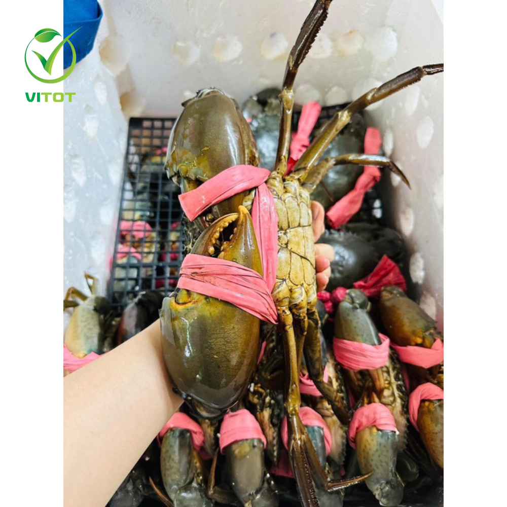 CUA CÀ MAU NĂM CĂN VITOT THỊT CHẮC GẠCH THƠM BẢO HÀNH 1 ĐỔI 1