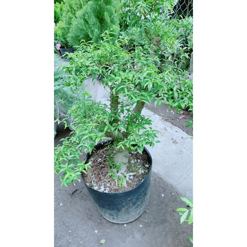 Mai Chiếu Thuỷ Bonsai Lớn