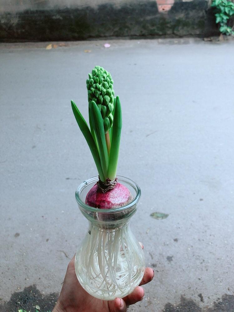 Chậu Củ Ông Tiên